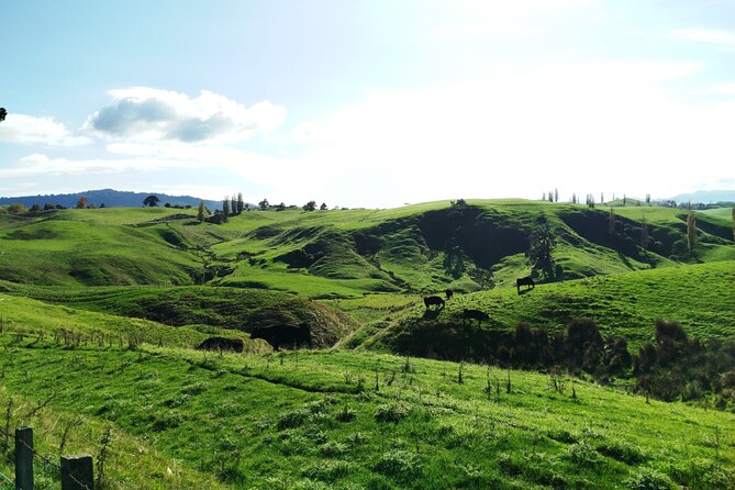 12 Day New Zealand Private Tour from Auckland to Queenstown - Kaikōura or Akaroa: choose marine life or village charm
