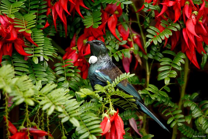 Afternoon Piha Beach and Rainforest Tour from Auckland - Key points to know before booking