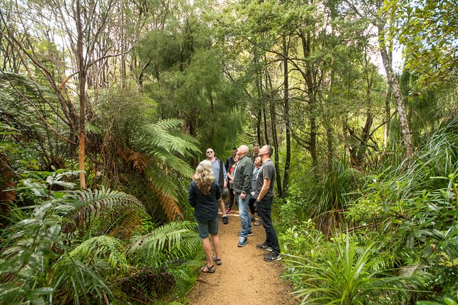Afternoon Piha Beach and Rainforest Tour from Auckland - Weather, walking, and what to pack