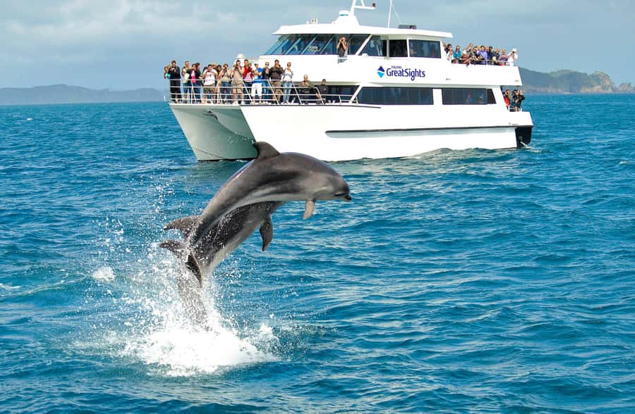 Auckland: Bay of Islands Day Tour with Dolphin Cruise - Physical demands and practical preparation