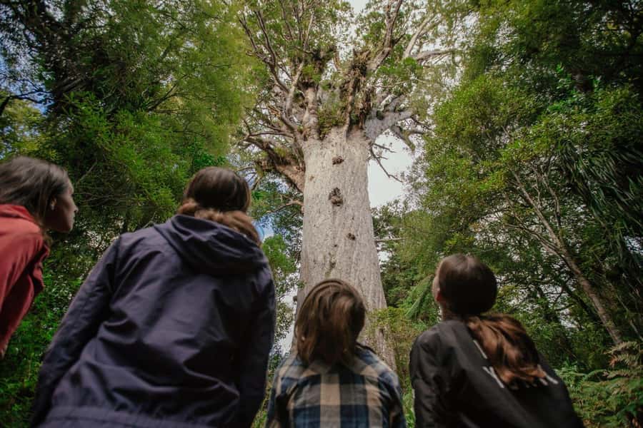 Auckland: Bay of Islands Tour & Cruise 2Day Small Group Tour - Key points at a glance