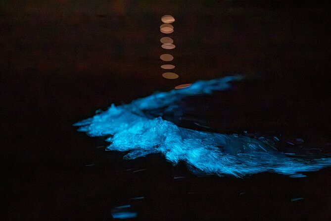 Auckland Bioluminescence Kayak Tour - The price and what you get for $68.26