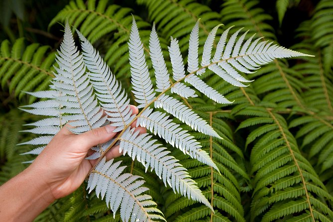 Auckland City and West Coast Full Day Tour - Lake Pupuke and Takapuna’s Northern Shore
