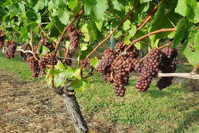 Auckland City Tour & Kumeu Wine Country Includes Wine Tastings & Lunch - Lunch at Soljans Estate Winery