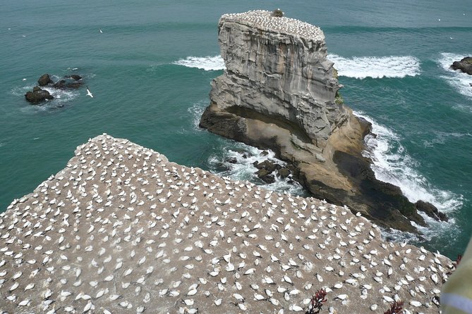 Auckland City Tour & Kumeu Wine Country Includes Wine Tastings & Lunch - Muriwai Beach and the gannet colony