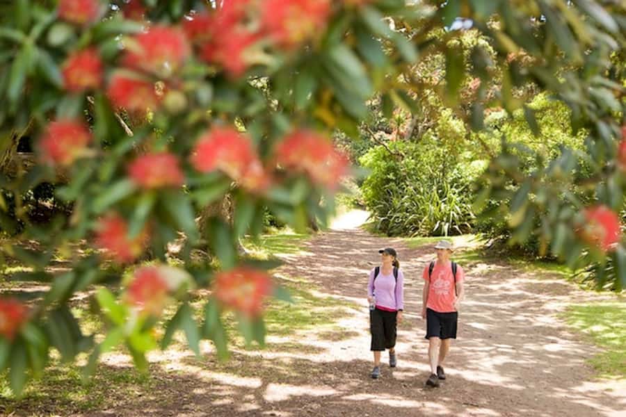 Auckland City & West Coast Luxury Tour - Devonport, the North Shore’s Old Marine Village