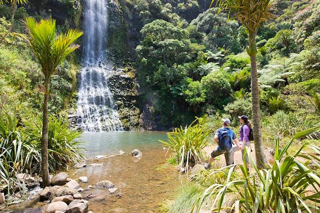 Auckland City & West Coast Luxury Tour - From City Streets to Ancient Rainforest