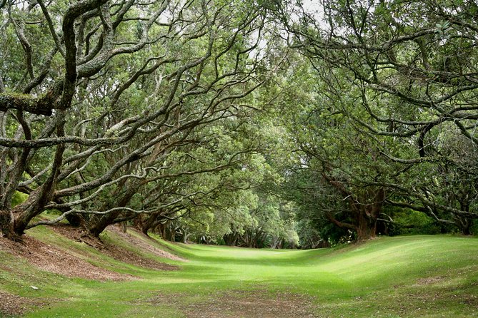 Auckland Coastal Experience - Small Group City & Beach Tour Incl. Wine Tasting - Timing, comfort, and what to bring