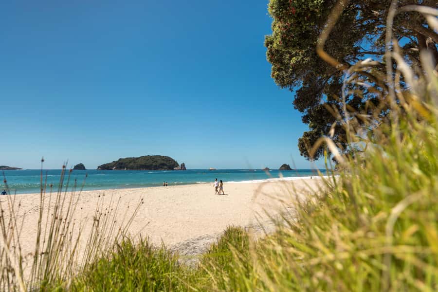 Auckland: Coromandel Driving Creek & Cathedral Cove Day Tour - Is $298 per person good value?