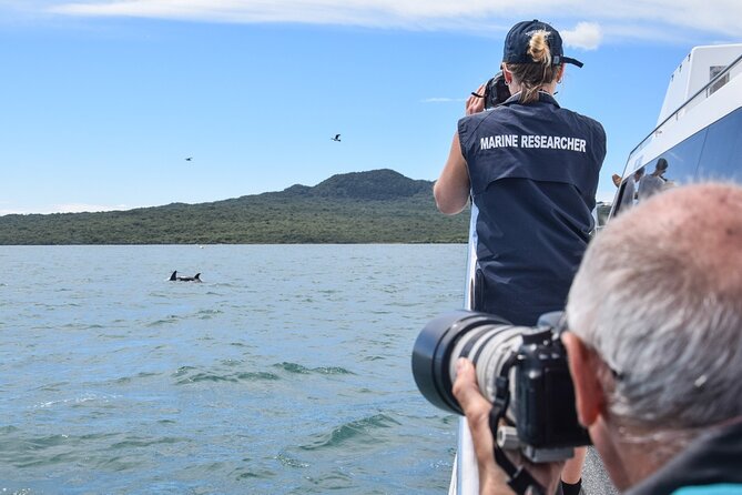 Auckland Dolphin and Whale Watching Eco-Safari Cruise - Penguins, seals, sharks, and seabirds