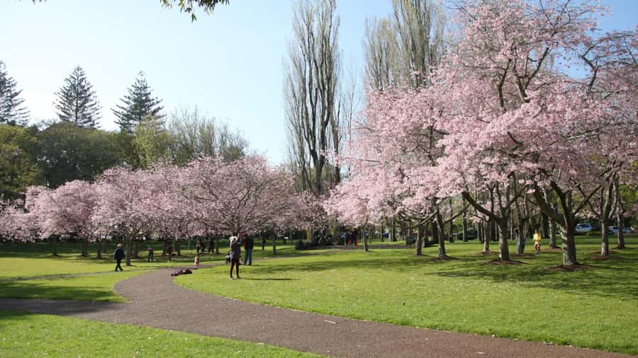 Auckland: Full-Day City Tour - One Tree Hill adds a second volcanic viewpoint