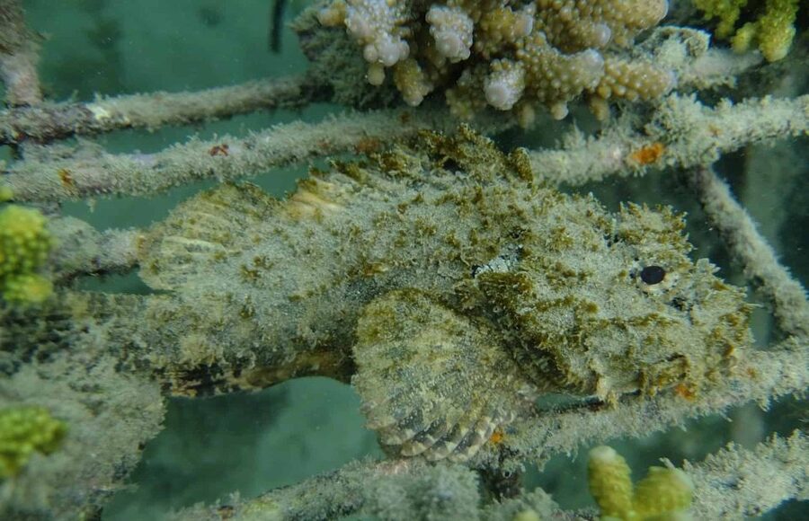 Auckland: Guided Snorkeling and Island Exploration Tours - What you may see below the surface