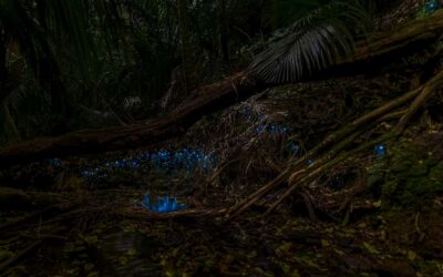 Inner-City Glowworm Experience in Ancient Volcano