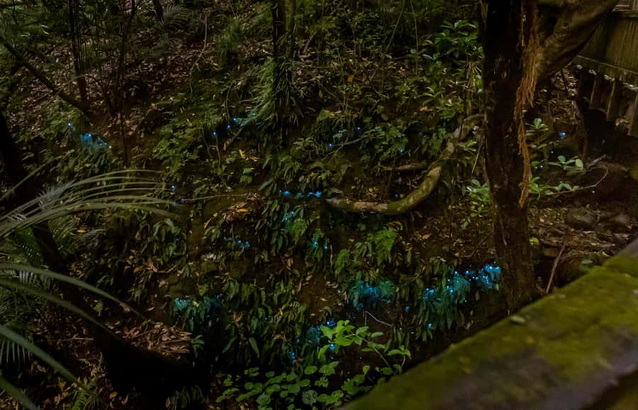 Auckland: Inner-City Glowworm Experience in Ancient Volcano - Practical advice for a smoother evening