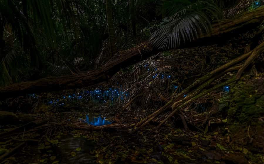 Auckland: Inner-City Glowworm Experience in Ancient Volcano - Meeting at the Wintergarden Cafe