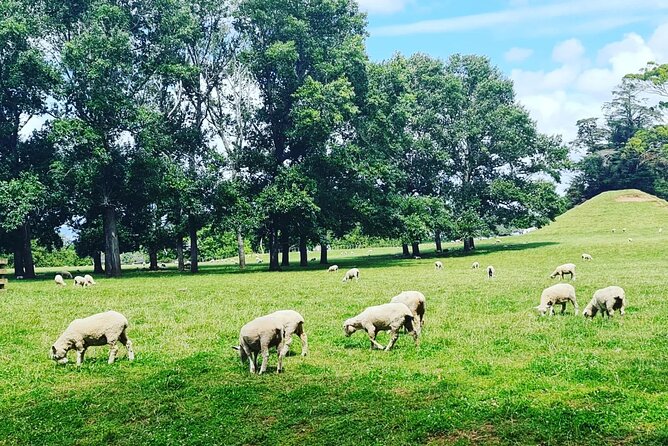 Auckland Nature Tour - Who should book this Auckland nature tour?