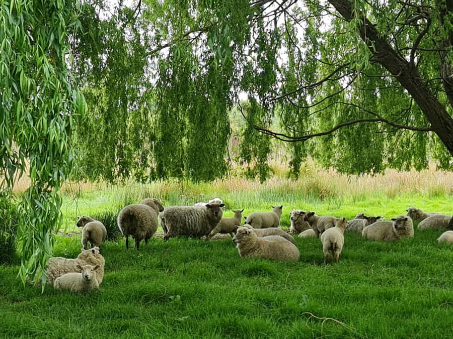Auckland Nature Tour - Should you book it?