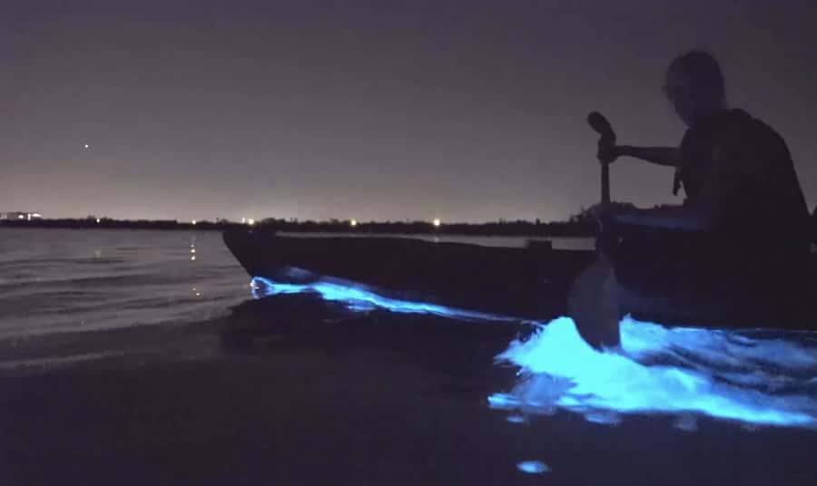 Auckland: Night Kayak Tour in Glowing Bioluminescent Waters - Why the water glows after dark