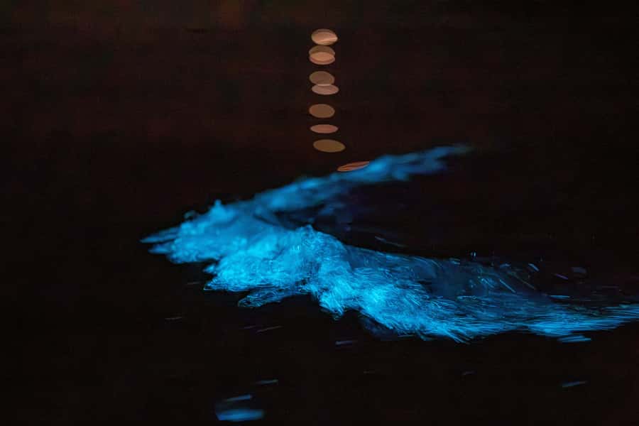 Auckland: Night Kayak Tour in Glowing Bioluminescent Waters - The first paddle strokes in the dark