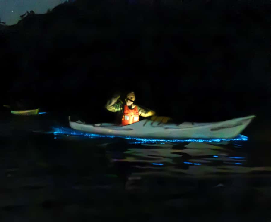 Auckland: Night Kayak Tour in Glowing Bioluminescent Waters - How much value do you get for $56?