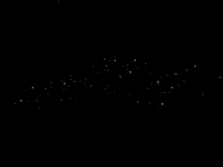Auckland North Shore Glowworm Tour - Key points about Auckland’s North Shore glowworms