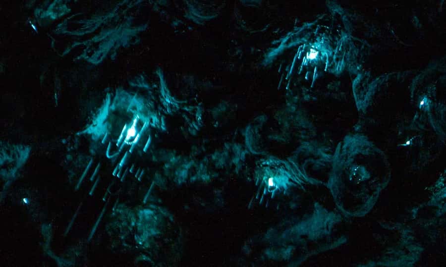 Auckland North Shore Glowworm Tour - Why this short Auckland tour is worth your evening