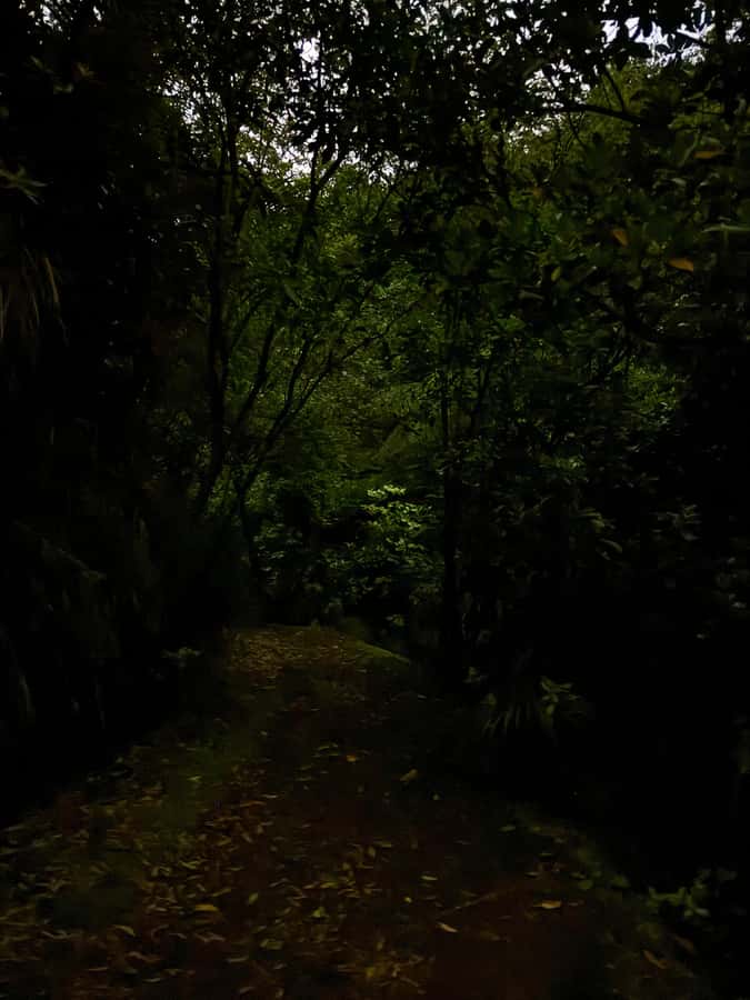 Auckland North Shore Glowworm Tour - Walking through Awaruku Reserve after dusk