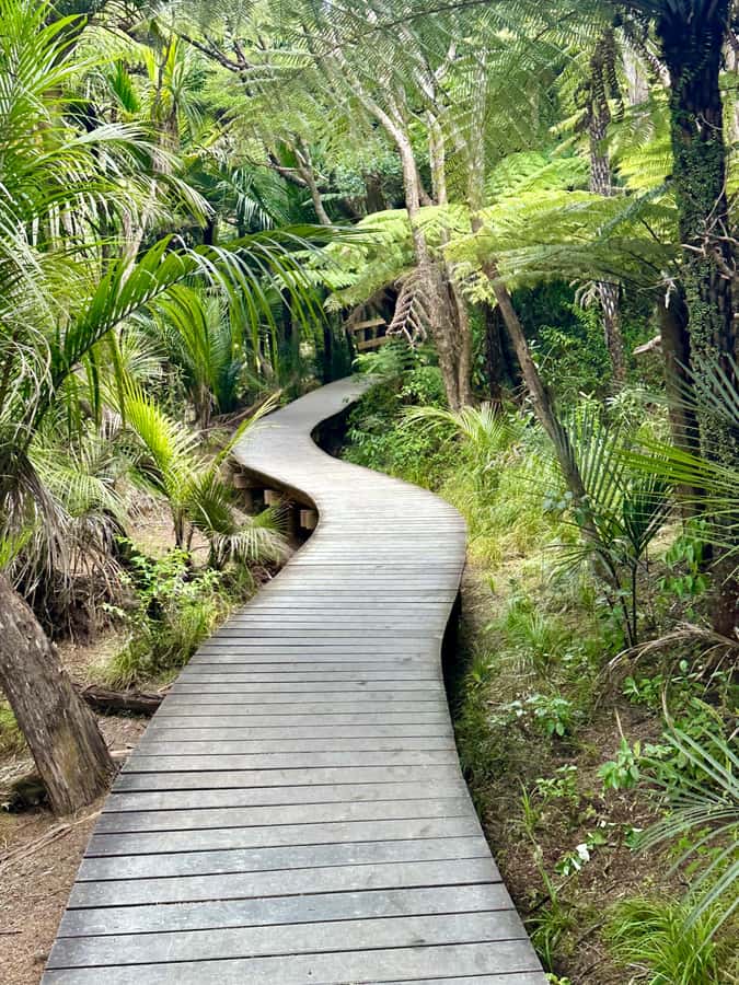 Auckland: Piha Beach, Rainforest, & Mount Eden Private Tour - Who will enjoy this private half-day