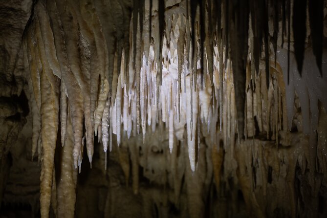 Auckland: Rotorua Māori Village, Waitomo Caves & Lunch - Is $257.54 good value?
