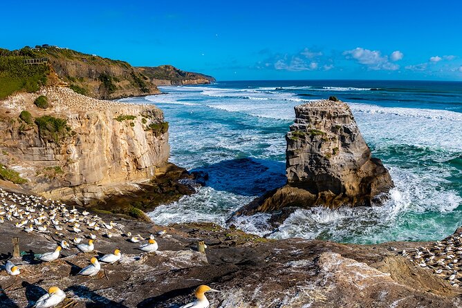 Auckland's Wild West Coast & Black Sand Beaches Tour inc Lunch - Muriwai Beach and Auckland’s black sand coast