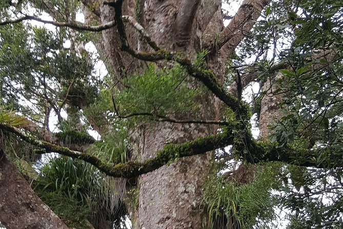 Auckland Sights Exclusive 8 Hour Luxury Day Tour - Auckland Domain and the Winter Gardens