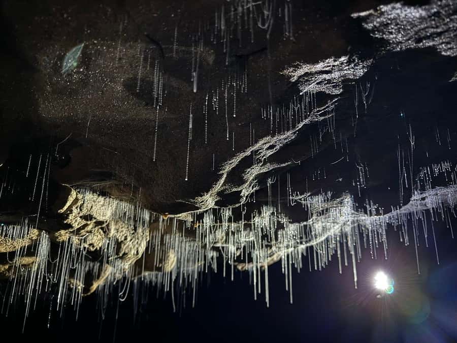 Auckland: Spellbound Glowworm Caves Explorer Tour - Why the glowworms are worth the long ride