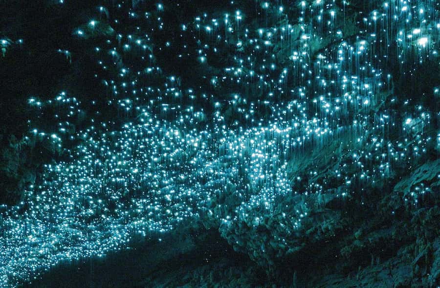 Auckland: Spellbound Glowworm Caves Explorer Tour - Three hours underground at Spellbound