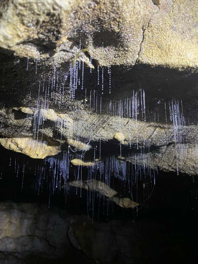 Auckland: Spellbound Glowworm Caves Explorer Tour - Otorohanga gives the day a useful pause