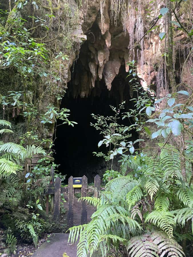 Auckland: Spellbound Glowworm Caves Explorer Tour - What the guides add to the experience