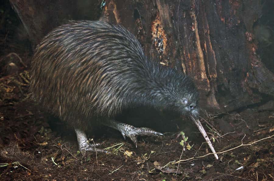Auckland (Tawharanui): Wild Kiwi Bird Spotting Encounter - Why Tāwharanui is a strong place to look for kiwi