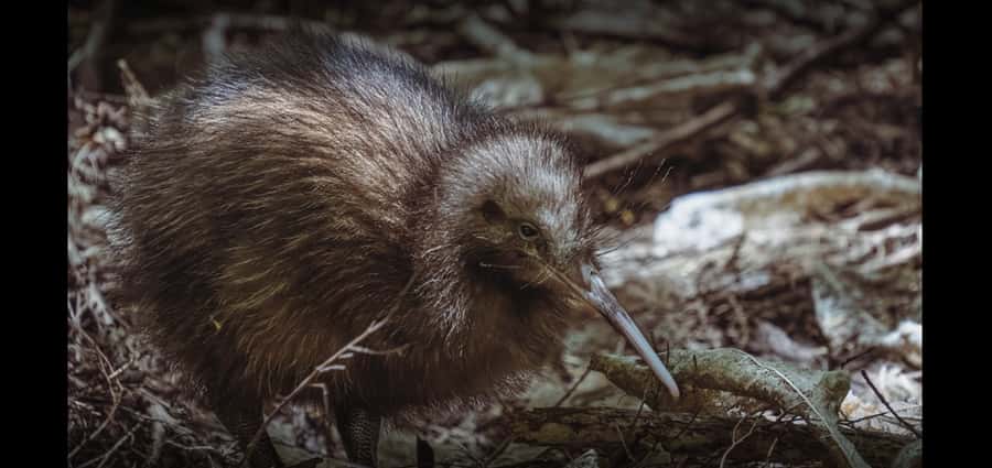 Auckland (Tawharanui): Wild Kiwi Bird Spotting Encounter - Price and what you get for $89