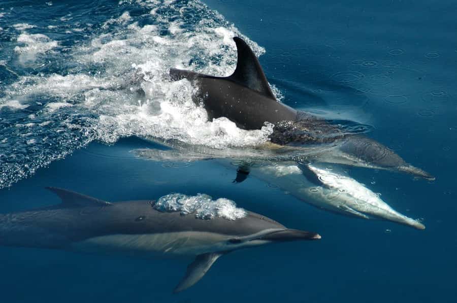Auckland: Tikapa Moana Whales, Dolphins and Islands Cruise - Auckland to Tikapa Moana, the Gulf beyond the skyline