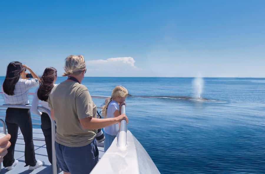 Auckland: Tikapa Moana Whales, Dolphins and Islands Cruise - What the marine mammal search is really like