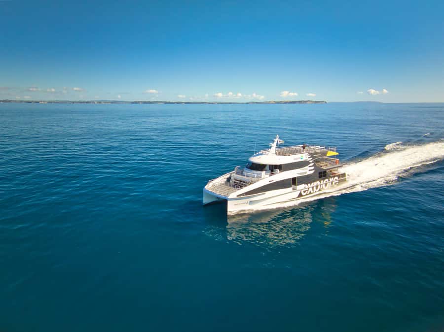Auckland: Tikapa Moana Whales, Dolphins and Islands Cruise - Rotoroa Island: trails, views, and a sheltered swim
