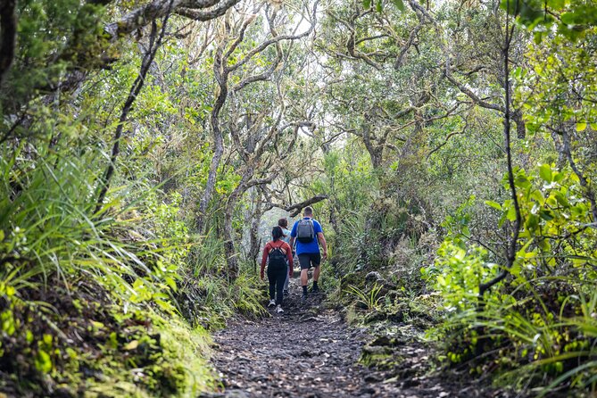 Auckland to Rangitoto Island Ferry - The optional tractor-pulled tour