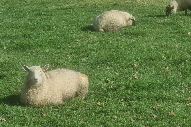 Auckland Town and Country Delights Tour - Why this Auckland tour works so well