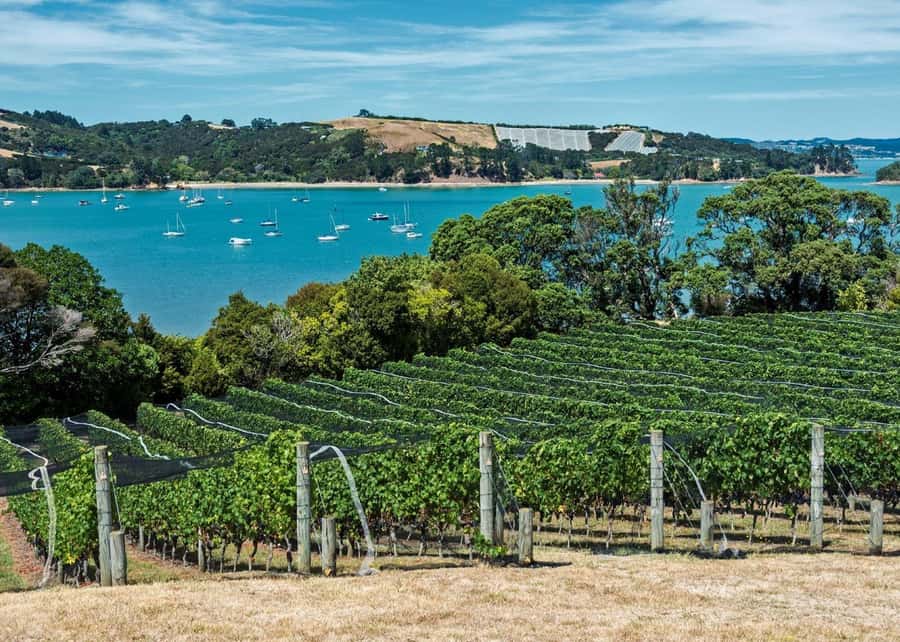 Auckland: Waiheke Island Luxury Experience Private Tour - Lunch with a view, but check what the price covers