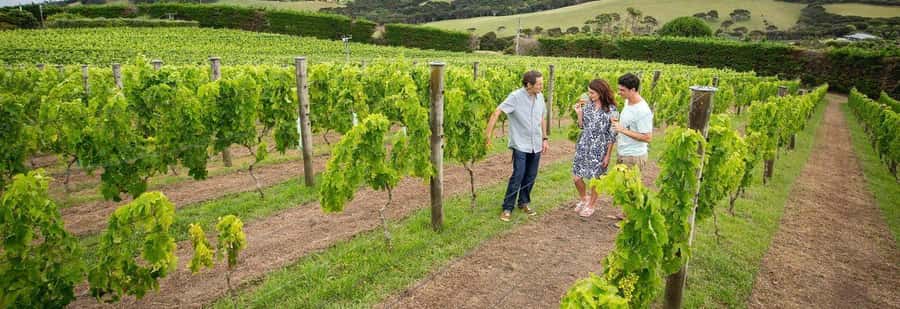 Auckland: Waiheke Island Luxury Experience Private Tour - Private transport makes the eight-hour schedule workable