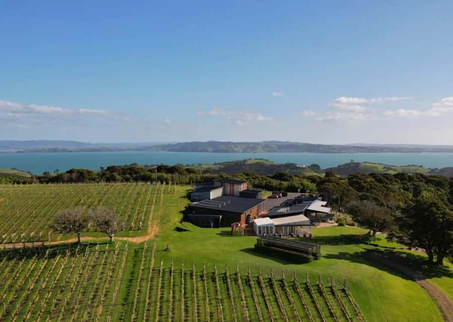 Auckland: Waiheke Island Wine and Food Tasting with Flights - The 30-minute pickup from Auckland