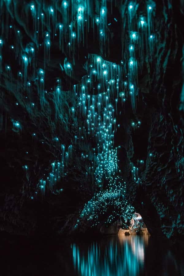 Auckland: Waitomo Caves & Rotorua - Te Puia Small-Group Tour - Key points to know before booking