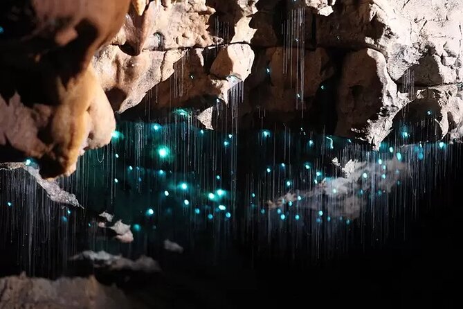 Auckland : Waitomo Spellbound Glow Worm Twin Caves Private Tour - The tea break and Otorohanga lunch stop
