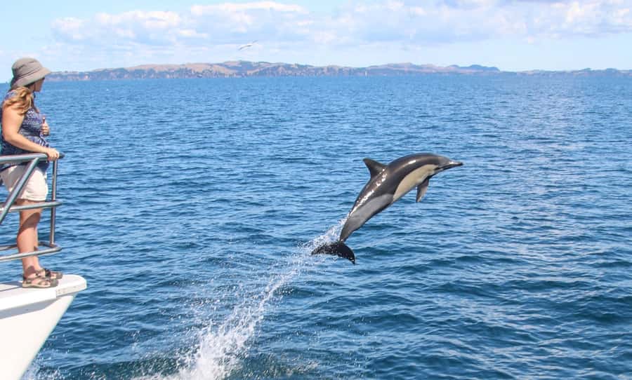 Auckland: Whale and Dolphin Watching Half-Day Eco Cruise - Leaving Auckland from the Eastern Viaduct