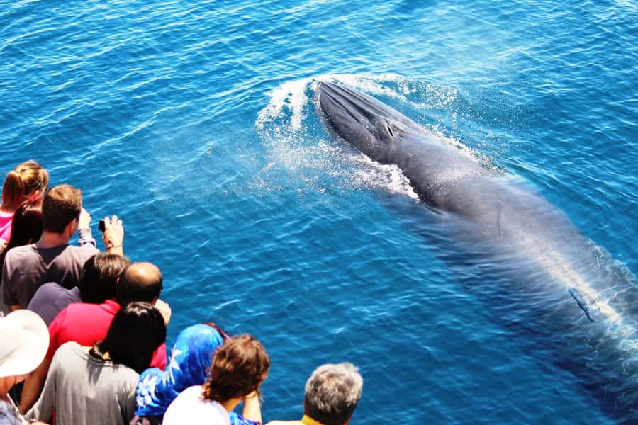 Auckland: Whale and Dolphin Watching Half-Day Eco Cruise - Searching for dolphins, whales, and orcas