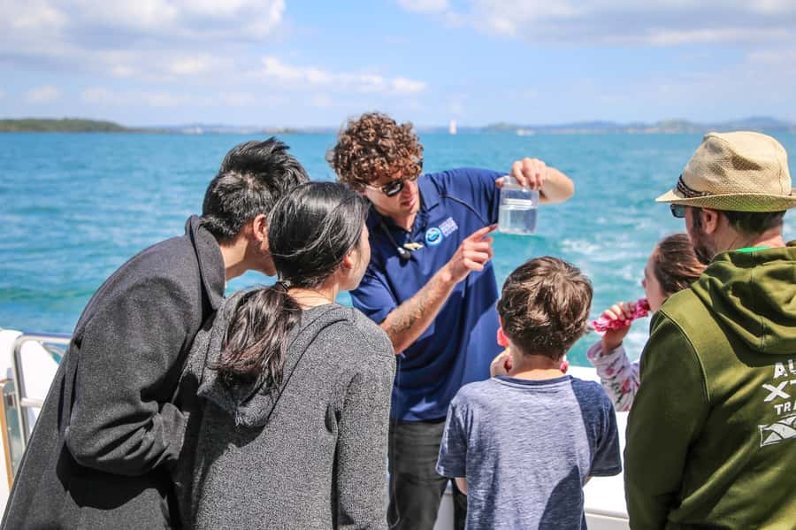 Auckland: Whale and Dolphin Watching Half-Day Eco Cruise - The real value of the $130 price
